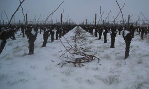 Como el clima está cambiando el Vino 3 Viñedo en Finladia